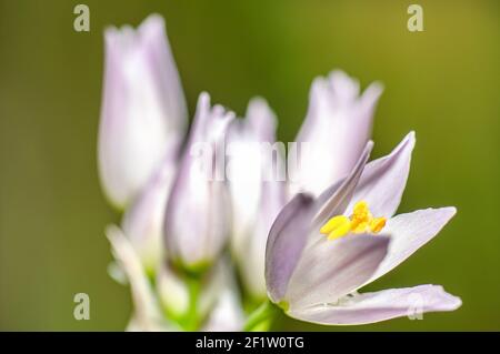 Fiore all'aglio selvatico, Allium Ursinum, Allium Roseum, Sardegna, Macro Fotografia, Primo piano Foto Stock