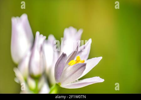 Fiore all'aglio selvatico, Allium Ursinum, Allium Roseum, Sardegna, Macro Fotografia, Primo piano Foto Stock