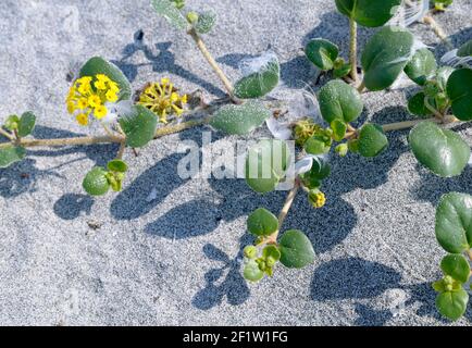 Yellow Sand-verbena (Abronia latifolia), Sidney Spit, Gulf Islands National Park Reserve del Canada Foto Stock