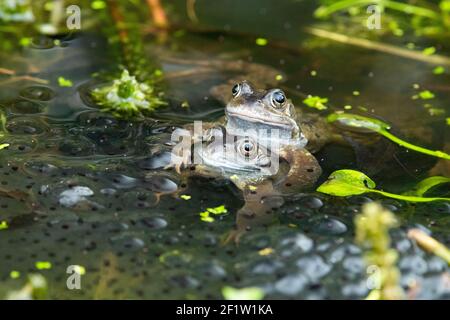 Rane comuni (Rana temporaria) che si accoppiano in primavera circondato da rogspawn, giardino stagno fauna selvatica, Scozia, Regno Unito Foto Stock