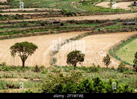 Campi coltivati in aziende agricole vicino ad al Habalah, Regione ASiR, Regno dell'Arabia Saudita Foto Stock