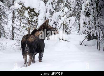 Nevoso inverno vista di alci selvatico (Alces alces); Parco Nazionale di Yoho; British Columbia; Canada Foto Stock