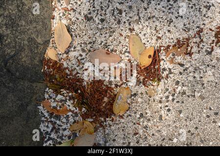 Arbutus parte su una spiaggia conchiglia al Pirates Cove Marine Provincial Park, DeCourcy Island, British Columbia, Canada Foto Stock