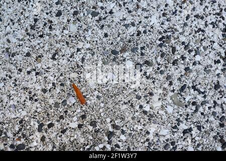 Arbutus abbaia su una spiaggia conchiglia al Pirates Cove Marine Provincial Park, DeCourcy Island, British Columbia, Canada Foto Stock