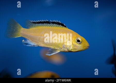 Il Labidocromis caeruleus è un cichlid del lago Malawi nell'Africa orientale. È anche conosciuto come il laboratorio giallo limone, la striscia blu hap, il giallo elettrico Foto Stock