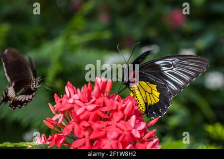 Troides rhadamantus, il birdwing dorato, una farfalla birdwing che si alimenta su un giardino botanico di fiori di Montreal, Quebec, Canada Foto Stock