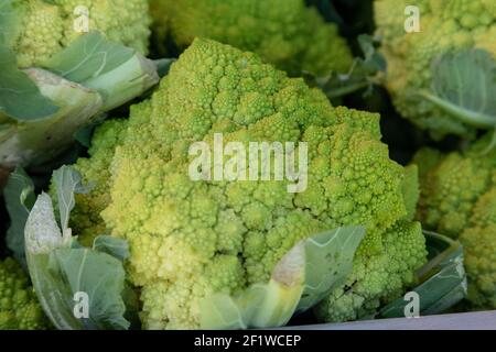 Verdure di brocfiore verde, Brassica oleracea, ad un mercato agricolo nella California del sud in primavera. Foto Stock