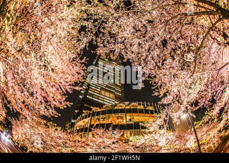 Sakura e Tokyo Midtown Foto Stock