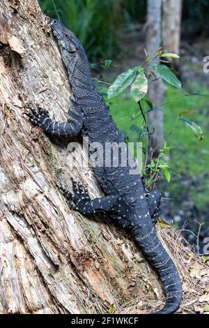 Lace Monitor che si basa su un tronco d'albero Foto Stock