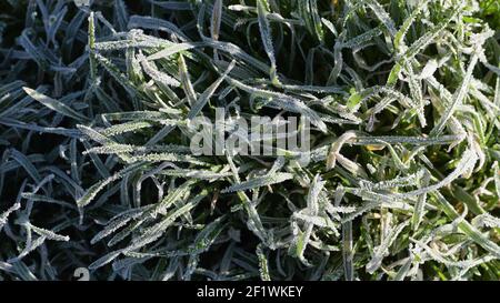 Piante d'erba congelate al mattino gelo alla fredda primavera mattina. Lame d'erba congelate nella rugiada del mattino. Mattina di primavera quando il sole si accende. Foto Stock