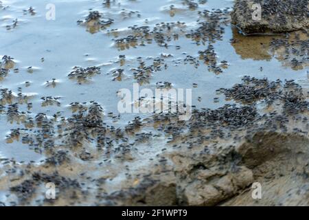 Sciame di zanzare volanti e insetti intorno al lago Foto Stock