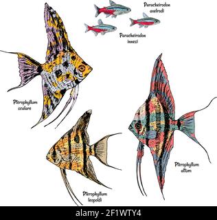 Colorati pesci di disegno acquario con neon e angelfish di tipi diversi Illustrazione Vettoriale