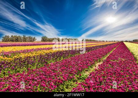 Meraviglioso giardino fiorito buttercups Foto Stock