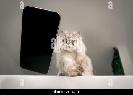 Gatto cattivo che cade telefono cellulare sul pavimento dal tavolo. Danni da animali domestici. Foto Stock