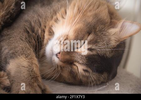 Il gatto di shrugging sta prendendo un pisolino confortevolmente Foto Stock