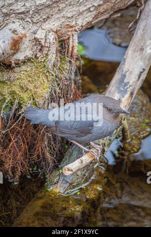 American Dipper o Ouzel acqua (Cinclusis mexicanus) poggia sul ramo di albero sopra poco profondo East Plum Creek, Castle Rock Colorado USA. Foto scattata a dicembre. Foto Stock