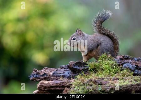 Issaquah, Washington, Stati Uniti. Douglas Squirrel in piedi su un tronco. Conosciuto anche come Chickaree, cicoria e scoiattolo di pino. Foto Stock