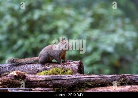 Issaquah, Washington, Stati Uniti. Douglas Squirrel in piedi su un tronco. Conosciuto anche come Chickaree, cicoria e scoiattolo di pino. Foto Stock