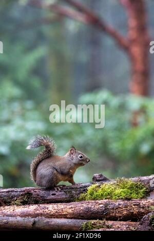 Issaquah, Washington, Stati Uniti. Douglas Squirrel in piedi su un tronco. Conosciuto anche come Chickaree, cicoria e scoiattolo di pino. Foto Stock