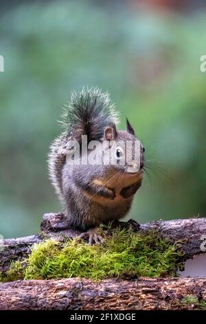 Issaquah, Washington, Stati Uniti. Douglas Squirrel in piedi su un tronco. Conosciuto anche come Chickaree, cicoria e scoiattolo di pino. Foto Stock