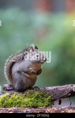 Issaquah, Washington, Stati Uniti. Douglas Squirrel in piedi su un tronco. Conosciuto anche come Chickaree, cicoria e scoiattolo di pino. Foto Stock