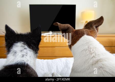 Coppia di cani che guardano la tv Foto Stock