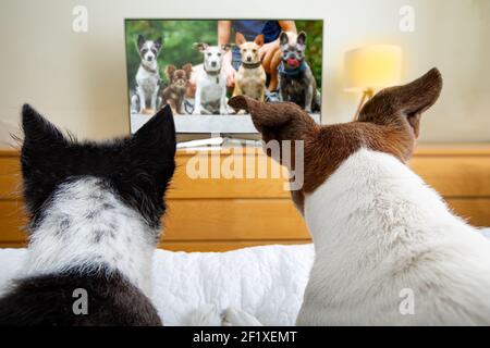 Coppia di cani che guardano la tv Foto Stock