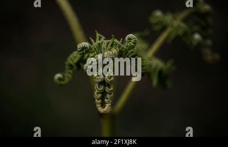 Cumbria Bracken Foto Stock