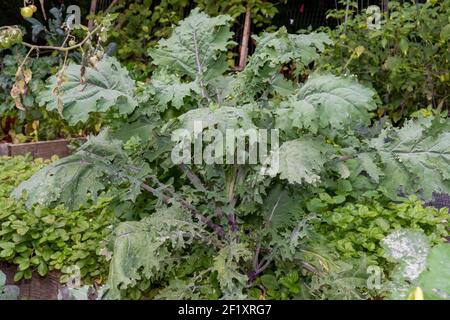 Issaquah, Washington, Stati Uniti. Impianto russo di Red Kale. Questo kale di Heirloom è conosciuto anche come Broccoli canadese, Jack Ragged e kale russo-siberiano. Foto Stock