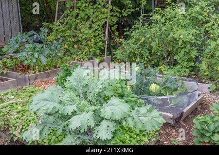 Issaquah, Washington, Stati Uniti. Impianto russo di Red Kale. Questo kale di Heirloom è conosciuto anche come Broccoli canadese, Jack Ragged e kale russo-siberiano. Foto Stock