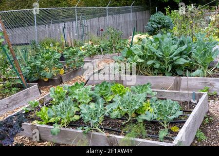 Issaquah, Washington, Stati Uniti. Collard greens, germogli di brussel, finocchio, broccoli e foglie di lattuga piante che crescono in giardini di letto rialzato. Foto Stock