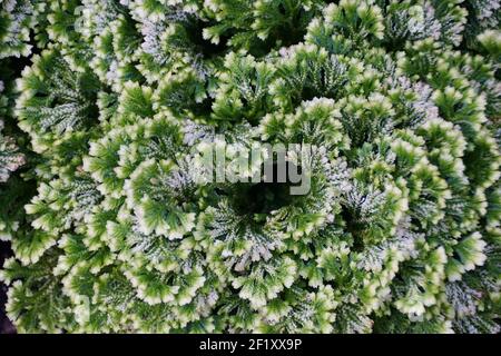 Foglie verdi di Spike-Moss 'Frosty' con un nome scientifico Selaginella martensii Foto Stock