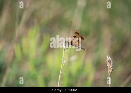 Halloween Pennant Dragonfly in estate Foto Stock