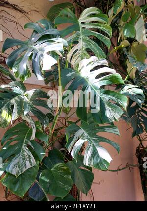 Una grande pianta di Monstera Deliciosa variegata, una delle piante tropicali più costose del mondo Foto Stock