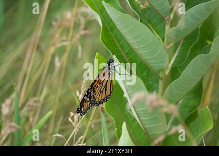 Monarch Butterfly su Milkweed in estate Foto Stock