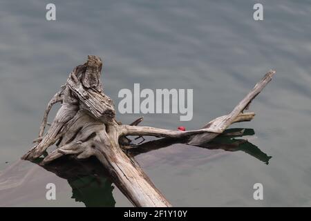Lost Bobber pesca vecchio ceppo in acqua al lago Chinook, Alberta nel Crowsnest Pass Foto Stock