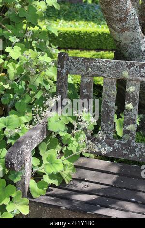 Panca coperta di lichen e muschio con vegetazione e albero sullo sfondo Foto Stock