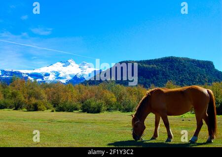 Cavallo Gaucho in pascolo - Argentina Foto Stock