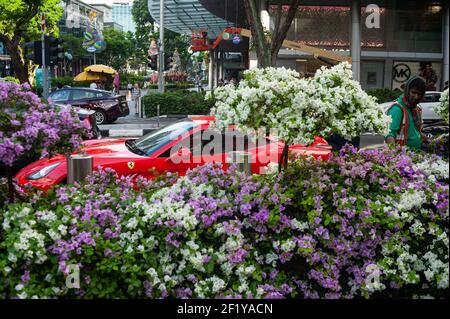 14.11.2019, Singapore, Repubblica di Singapore, Asia - UN lavoratore migrante tende fiori e cespugli fioriti ad un incrocio di strada su Orchard Road. Foto Stock