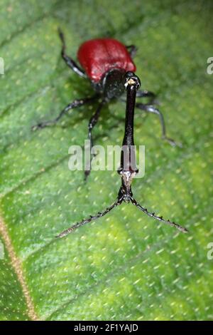 Giraffe Weevil (Trachelohorus giraffa), Parco Nazionale Andasibe-Mantadia, Madagascar Foto Stock