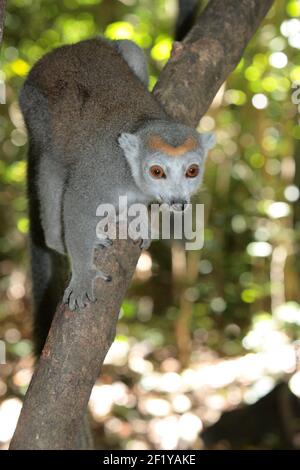 Donna incoronata Lemur (Eulemur coronatus) Parco Nazionale di Ankarana, Madagascar Foto Stock