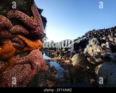 Pesce di mare ocra e cozze californiane, Shell Beach, Sonoma Coast state Park, California Foto Stock