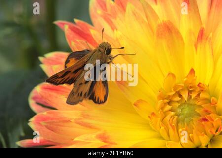 Skipper di Fiery (hylephila phyleus) su crisantemo Foto Stock