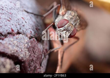 Common House Fly (Musca domestica) su missione nera fig Foto Stock