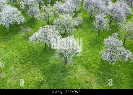 alberi di mele bianchi in fiore su sfondo verde. vista aerea durante la primavera Foto Stock