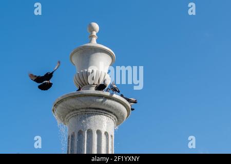 Piccioni in una fontana con acqua in una giornata di sole e con cielo blu Foto Stock