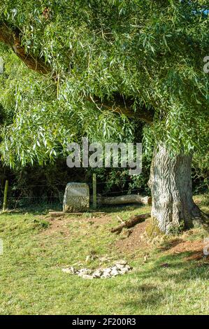 Fiume Tamigi: La fonte ufficiale è segnata da un gruppo di pietre e una lastra di marmo sotto un albero di cenere. Foto Stock