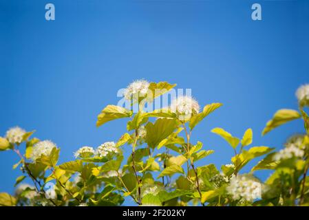 Viburnum carlesii, è un arbusto con forma sferica di crescita e fiori sferici bianchi Foto Stock