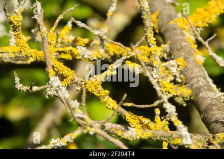 lichene arancio che cresce su rami di alberi con un verde naturale sfondo Foto Stock