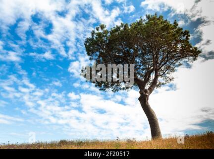 Albero solitario su uno sfondo blu cielo. Foto Stock